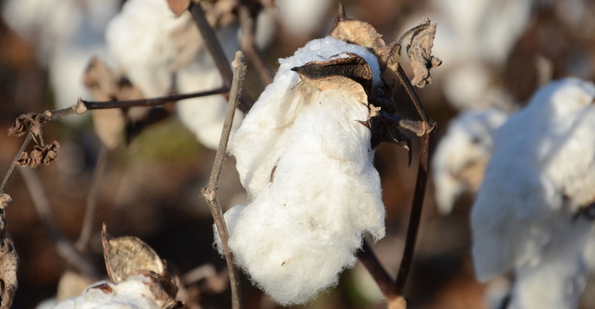 Close-up of cotton in field