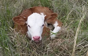 Small white-faced calf