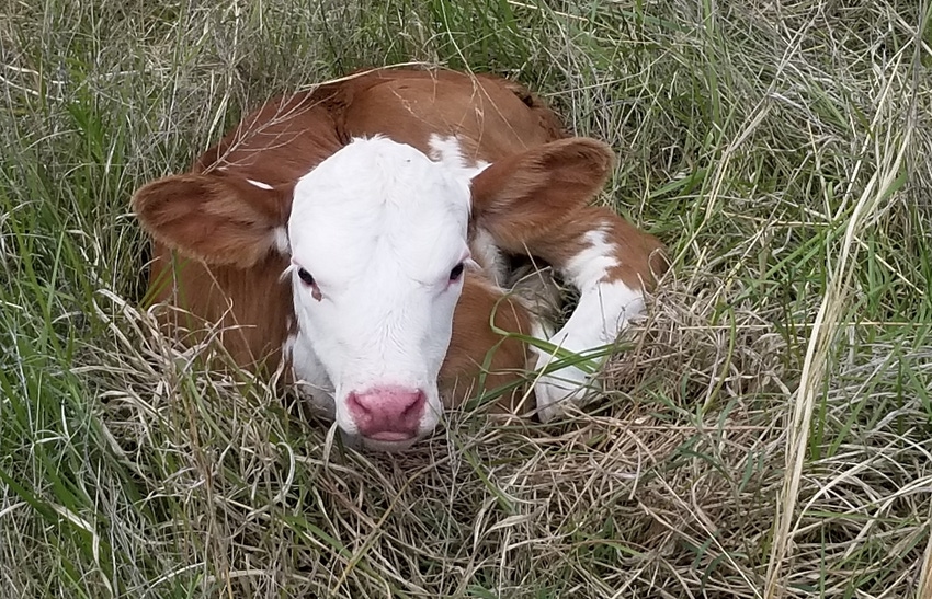 Small white-faced calf