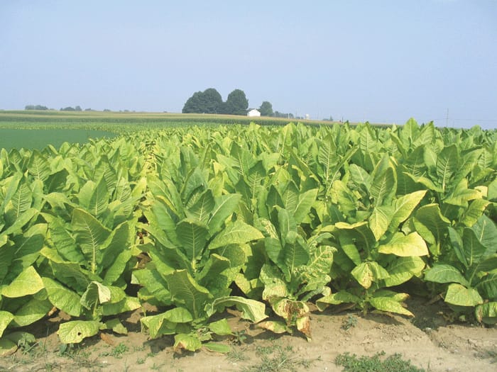 tobacco nutrient requirements Frontiers a) Dry matter accumulation and