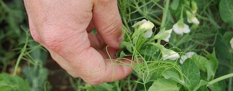 Dry Edible Field Peas Popular Alternative Crop in Nebraska Panhandle