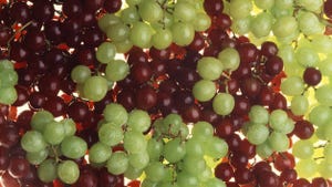 WFP-ARS-grapes-0223.jpg