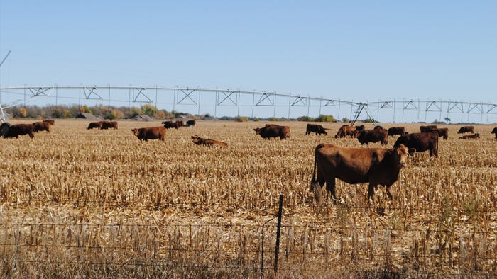  cattle grazing cornstalks