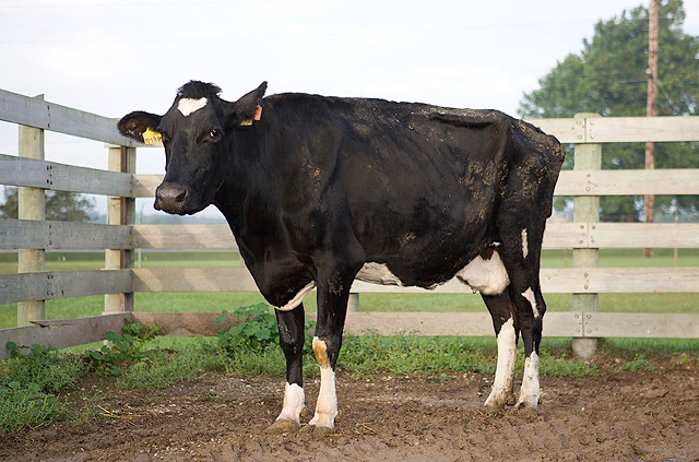 Cow with confirmed Johne's disease