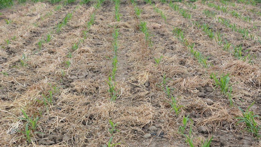 Corn seedlings growing in clover cover crop residue