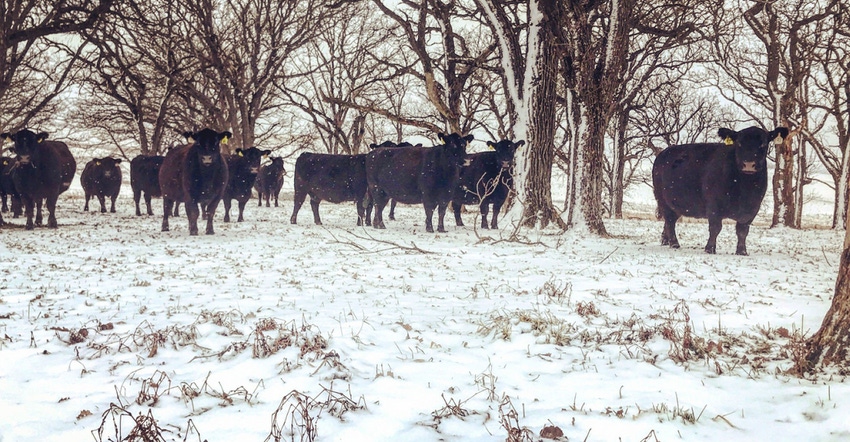 cattle in snow covered field