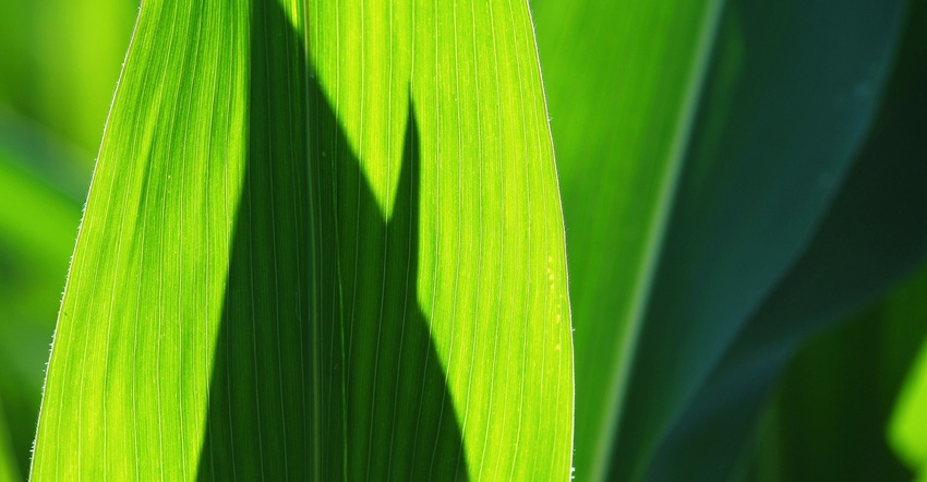 closeup of corn leaves