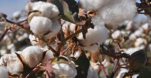 closeup of cotton plants