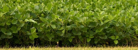 dupont_pioneer_launches_new_t_series_soybeans_1_634945320570668000.jpg