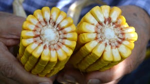 hands holding ears of corn, showing kernel size