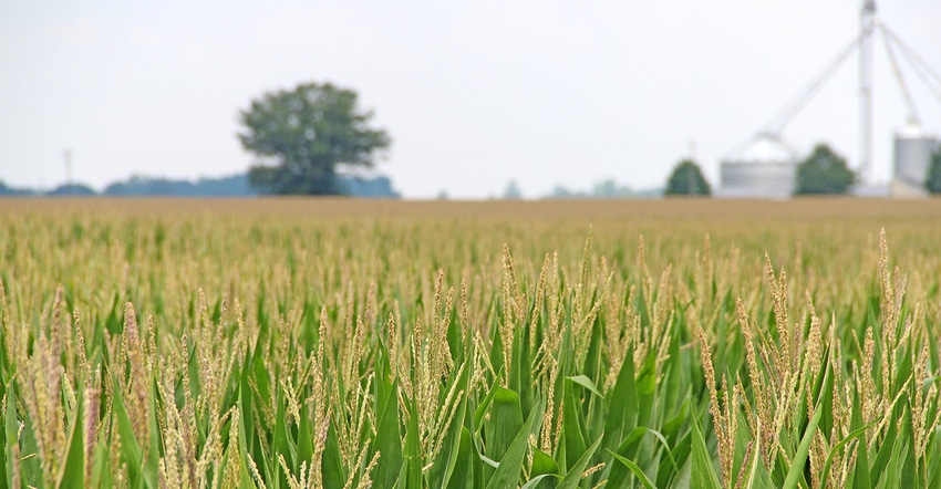 corn-field-2106-staff-dfpcopy.jpg corn-field-2106-staff-dfpcopy.jpg