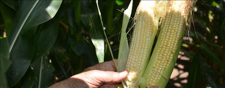 difference_maturity_hybrids_apparent_corn_silks_pollinate_dry_2_635750730675189138.JPG