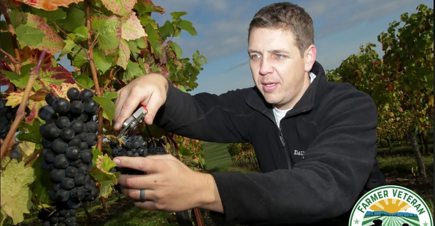 Ben Martin clipping grapes in vineyard.