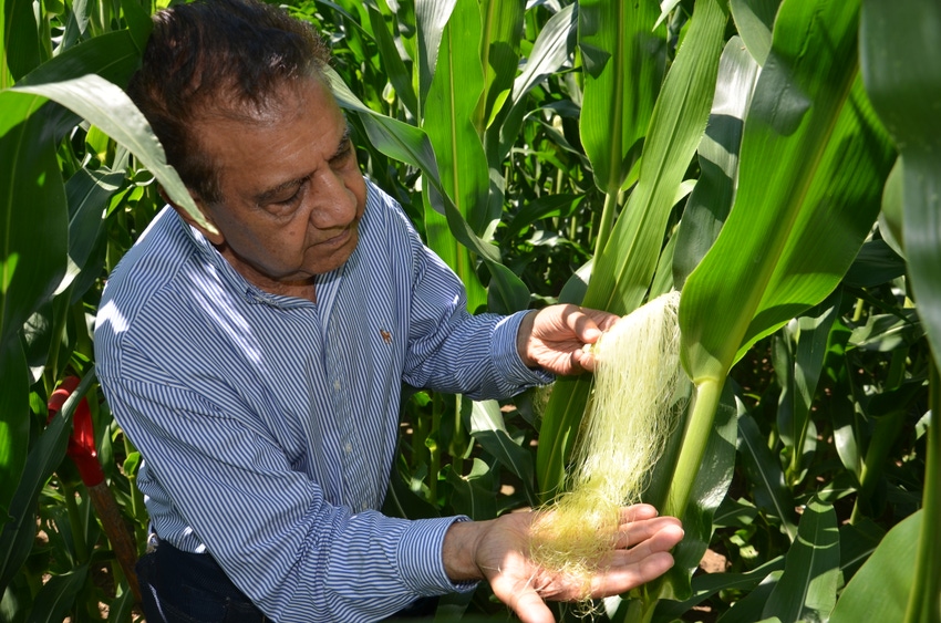 Why Farmers Want You To Stop Peeling Back Corn Husks