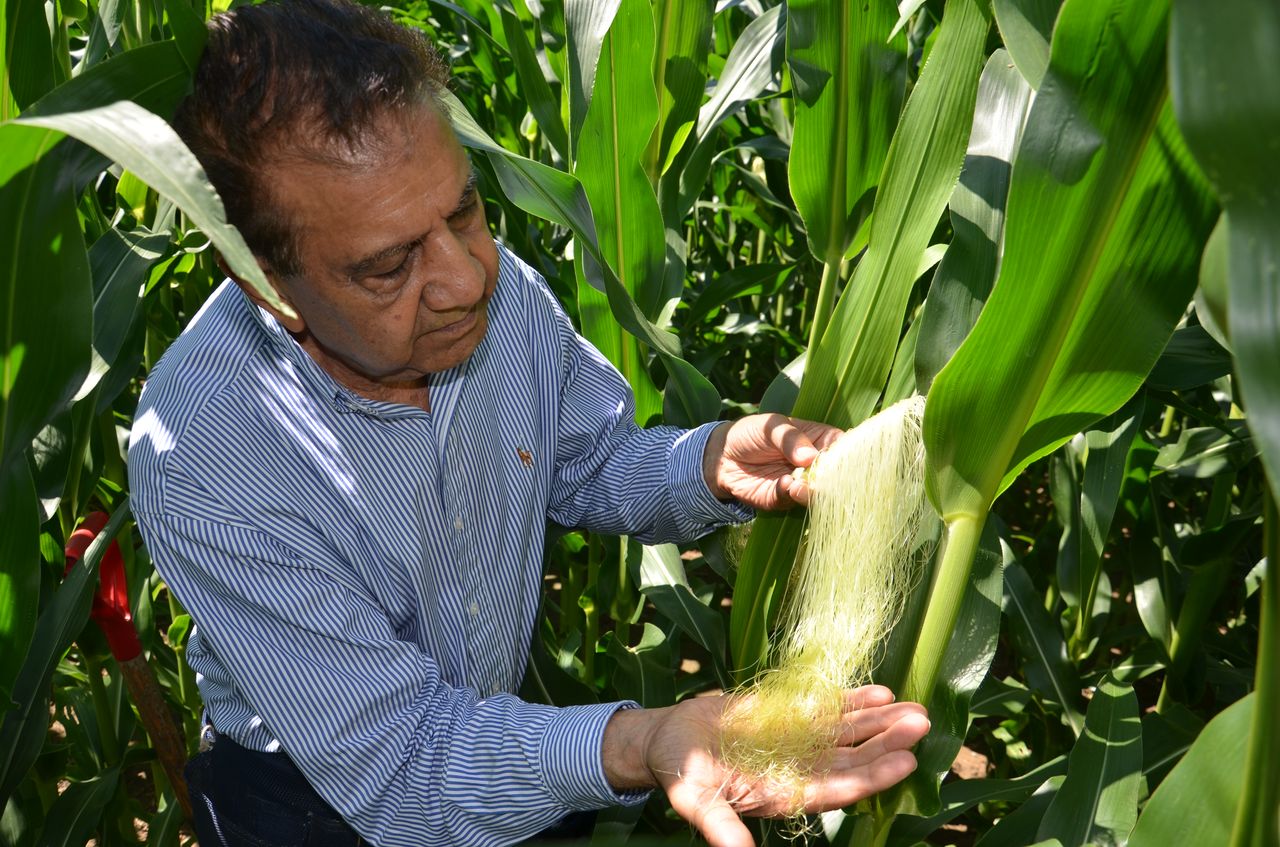 Corn Pollination Timing What happens when corn pollination works