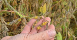 soybean pod with missing beans