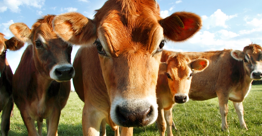 Jersey dairy cows in a pasture