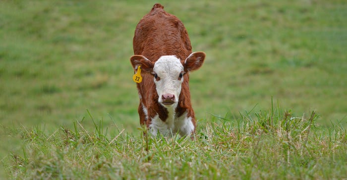 red-and-white calf looking into camera red-and-white calf looking into camera