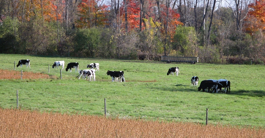 Landscape view of cows on pasture