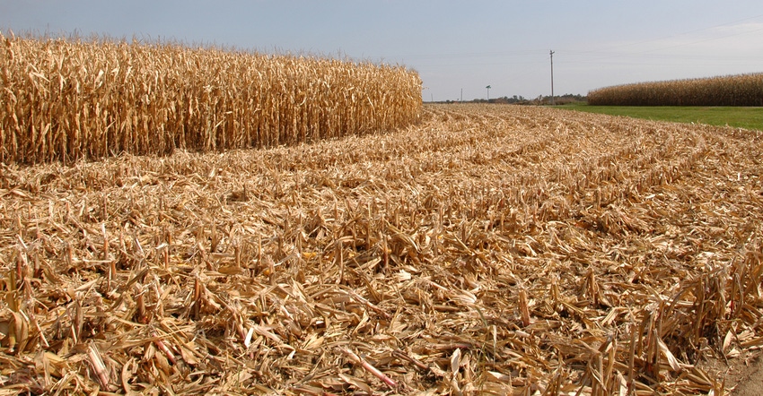 partially harvest cornfield
