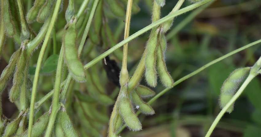 soybeans-bmurphree-1428copy.jpg soybeans-bmurphree-1428copy.jpg