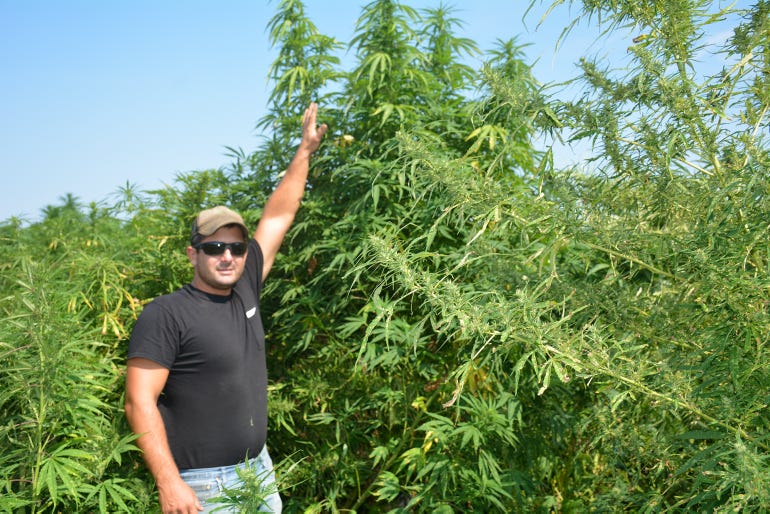 Bryan Harnish reaches toward his 8 ft tall hemp plants