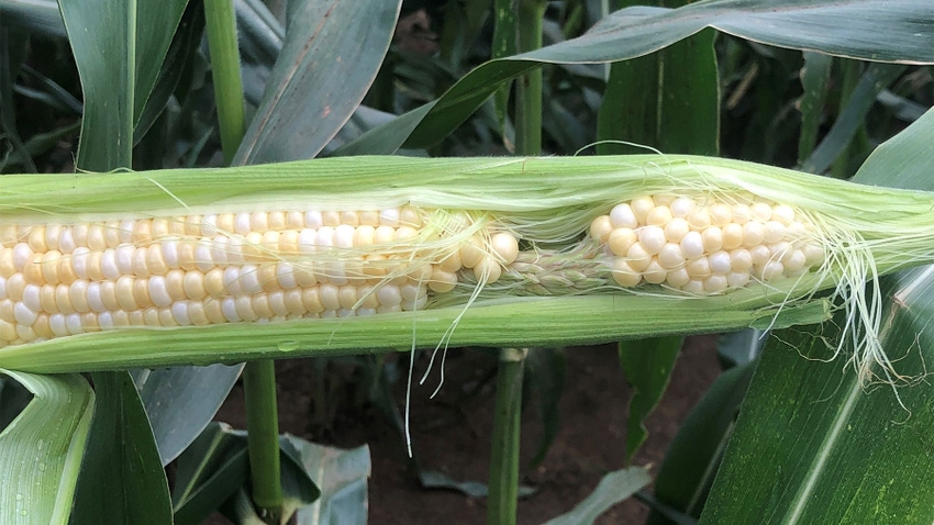 A barbell-shaped corn ear