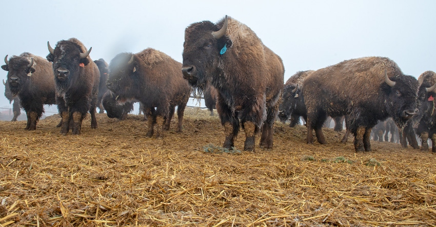 forward-facing bison in feedlot