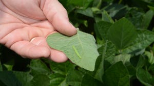 A close-up of a hand holding a soybean leaf with a cloverworm on it