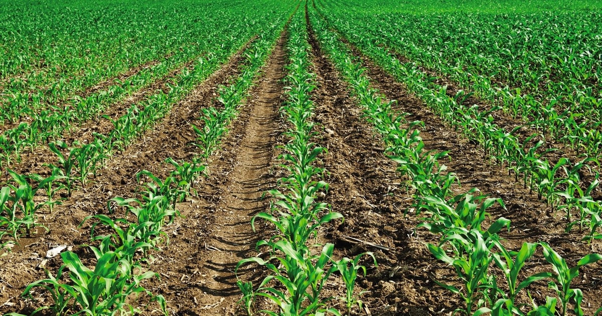 2025 product review: When the rubber met the row