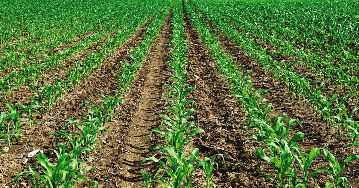 Rif Raf Corn Rows 2025 product review: When the rubber met the row