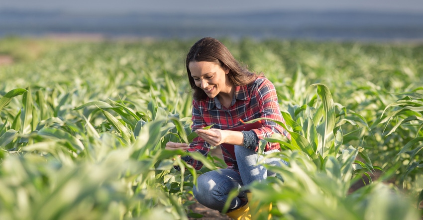 Young woman squatting in cornfield checking quality of leaves Young woman squatting in cornfield checking quality of leaves