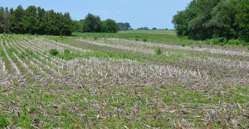 unplanted field with corn residue