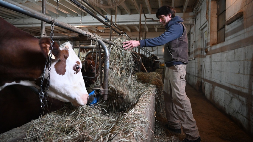 Mark Lopez feeding hay to Ayrshire cows