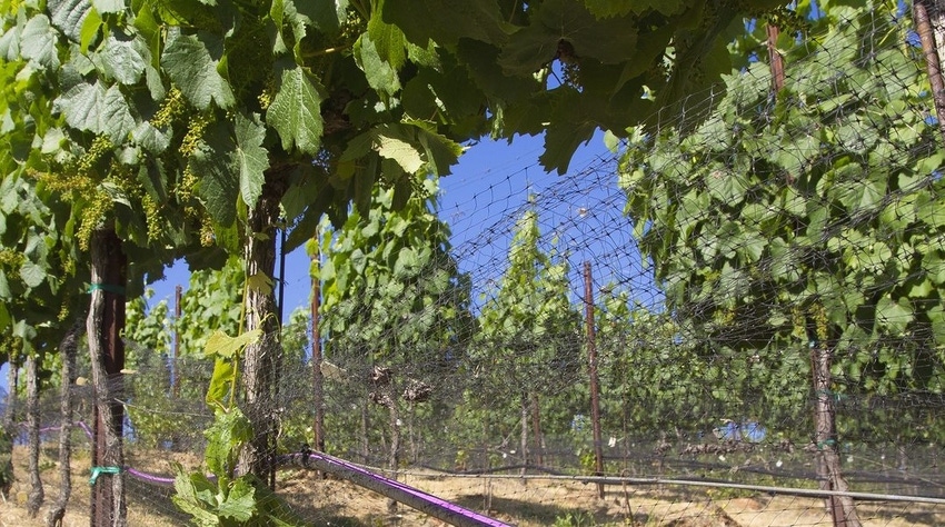 WFP-UC-vines.jpg WFP-UC-vines.jpg