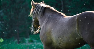 Horse in meadow