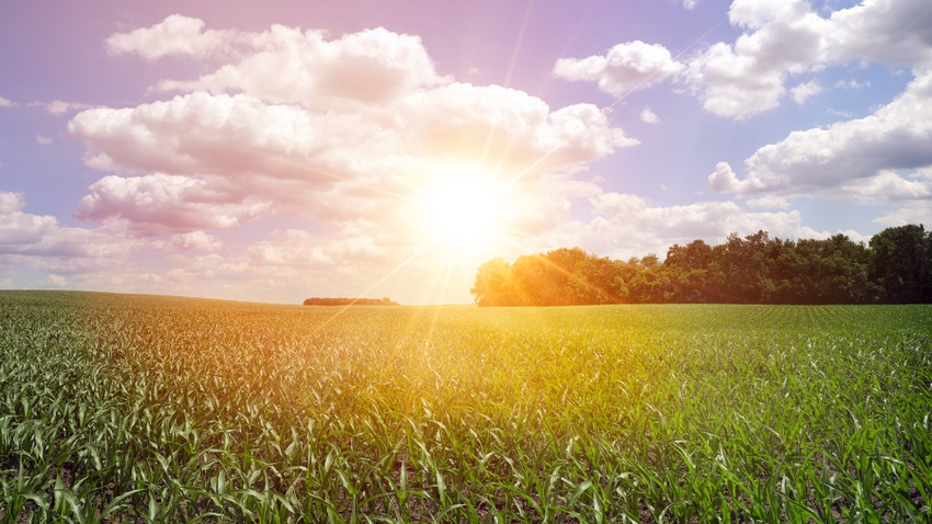 Sunrise over cornfield