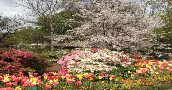 Dallas Blooms in springtime | Farm Progress