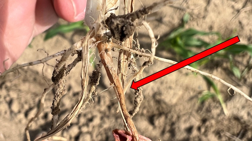 Corn mesocotyl damage caused by 2x2 N fertilizer application