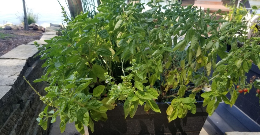 basil plant in a pot