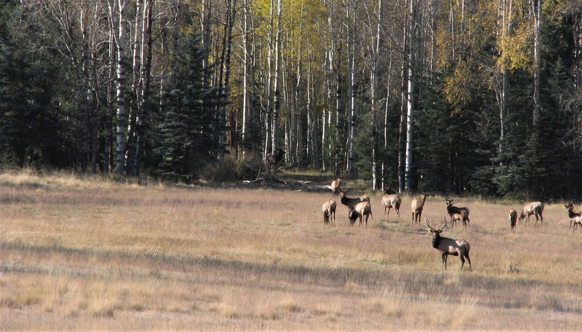 WFP-ARS-elk.jpg WFP-ARS-elk.jpg