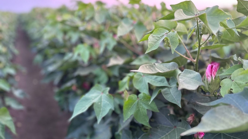 Close up of cotton plant with flowers as two rows near full canopy.