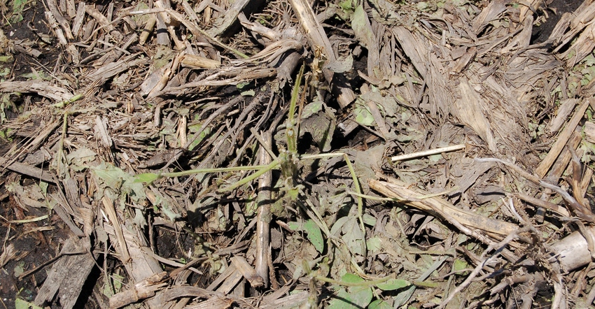soybean plant with signs of hail damage