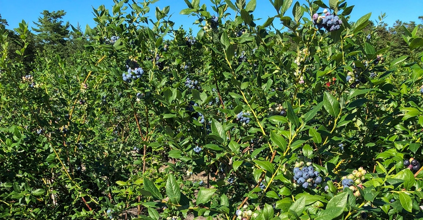 Blueberries are ready for harvest at D.G. Doyle Farms in New Lisbon, N.J. 