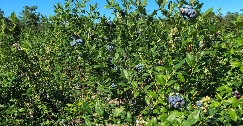 Blueberries are ready for harvest at D.G. Doyle Farms in New Lisbon, N.J. Blueberries are ready for harvest at D.G. Doyle Farms in New Lisbon, N.J.