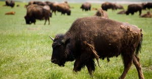bison-grazing-GettyImages-121834828.jpg