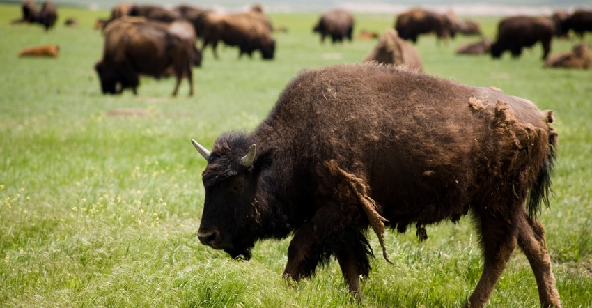 bison-grazing-GettyImages-121834828.jpg