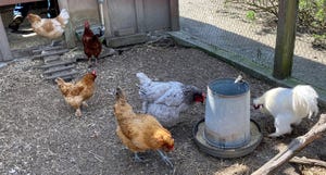 WFP-UC-chickens.jpg
