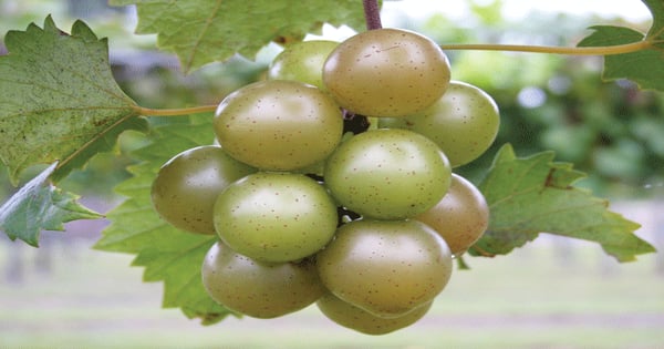 Canopy control goal of North Carolina grape project | Farm Progress