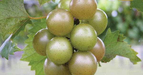 Clinton Grape Canopy control goal of North Carolina grape project | Farm Progress
